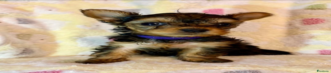 Yorkshire Terrier Puppy 6