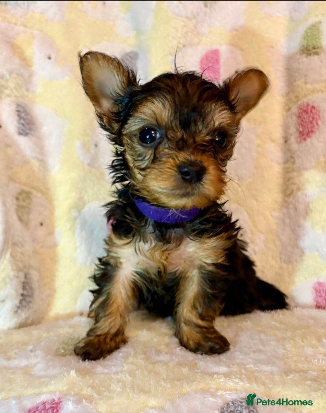 Yorkshire Terrier dogs for sale: Toy Yorkshire Terrier Puppies - Image 6