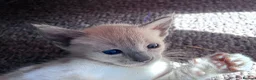 Oriental cats for sale: 6 happy, playful and lovable kittens. in Liverpool - Advert 13