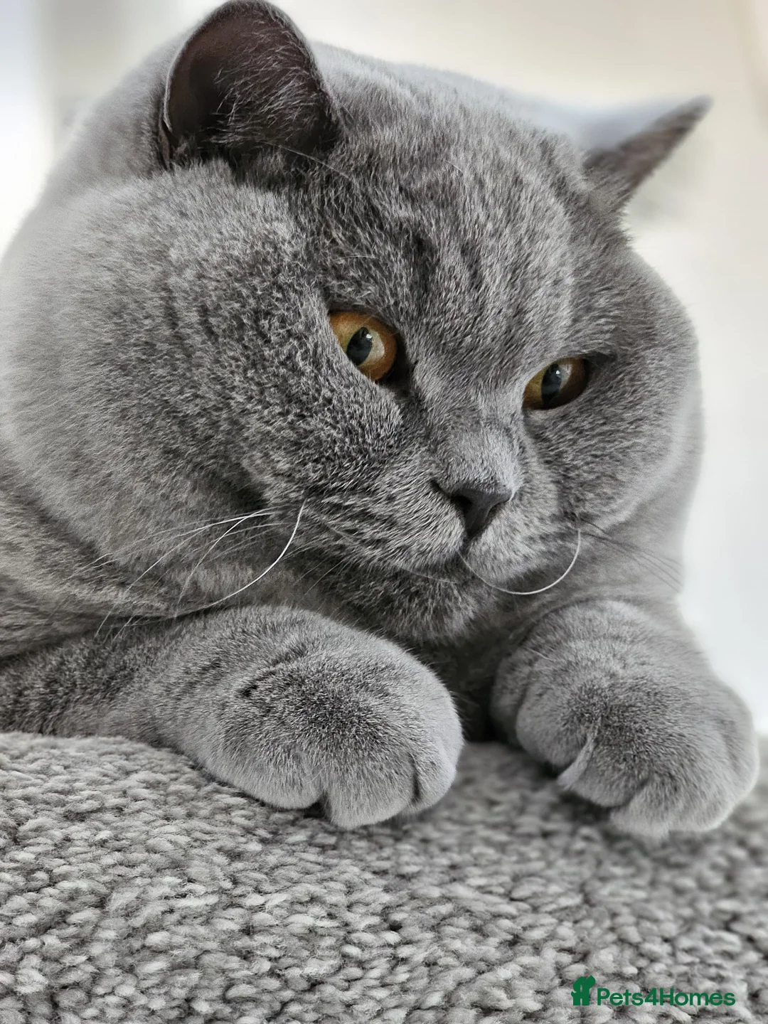 British Shorthair cats for sale: Chilled Fluffy Sleepy Cloud Boy 3yrs old - Advert 11