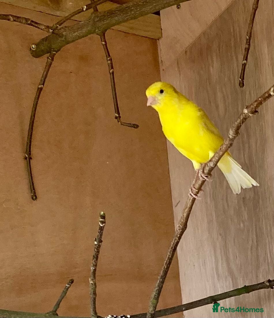 Canaries birds Raza Espanola Canaries - Advert 2