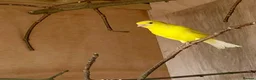 Canaries birds for sale: Raza Espanola Canaries in Newcastle upon Tyne - Advert 2