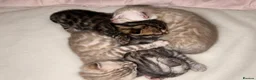 Bengal cats for sale: 🐆 Stunning Bengal Kittens – Gorgeous Rosettes - Advert 3