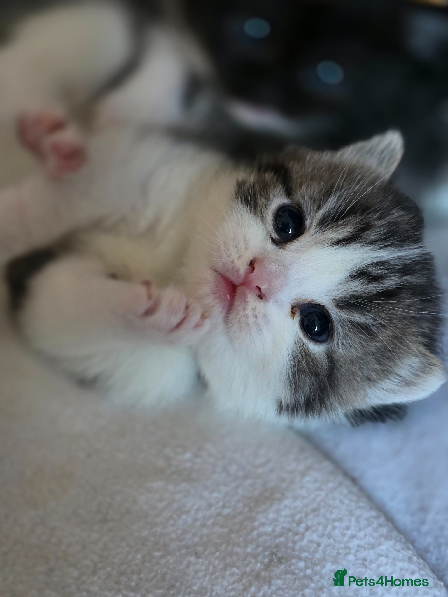 British Shorthair cats Half BSH kittens  - Advert 15