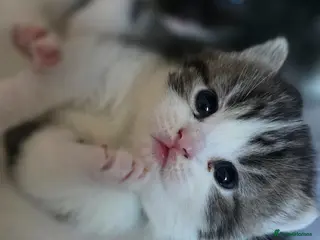 British Shorthair cats Half BSH kittens - Advert 15