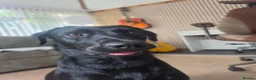 Labrador Retriever dogs for sale: Willow - Young Labrador looking for a special home - Advert 8
