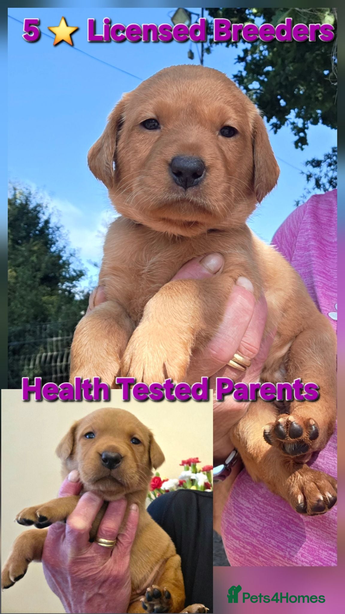 Labrador Retriever dogs Fantastic Fox Red Labrador Puppies  - Advert 1
