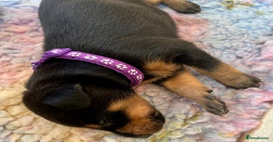 Dobermann dogs - Advert 14