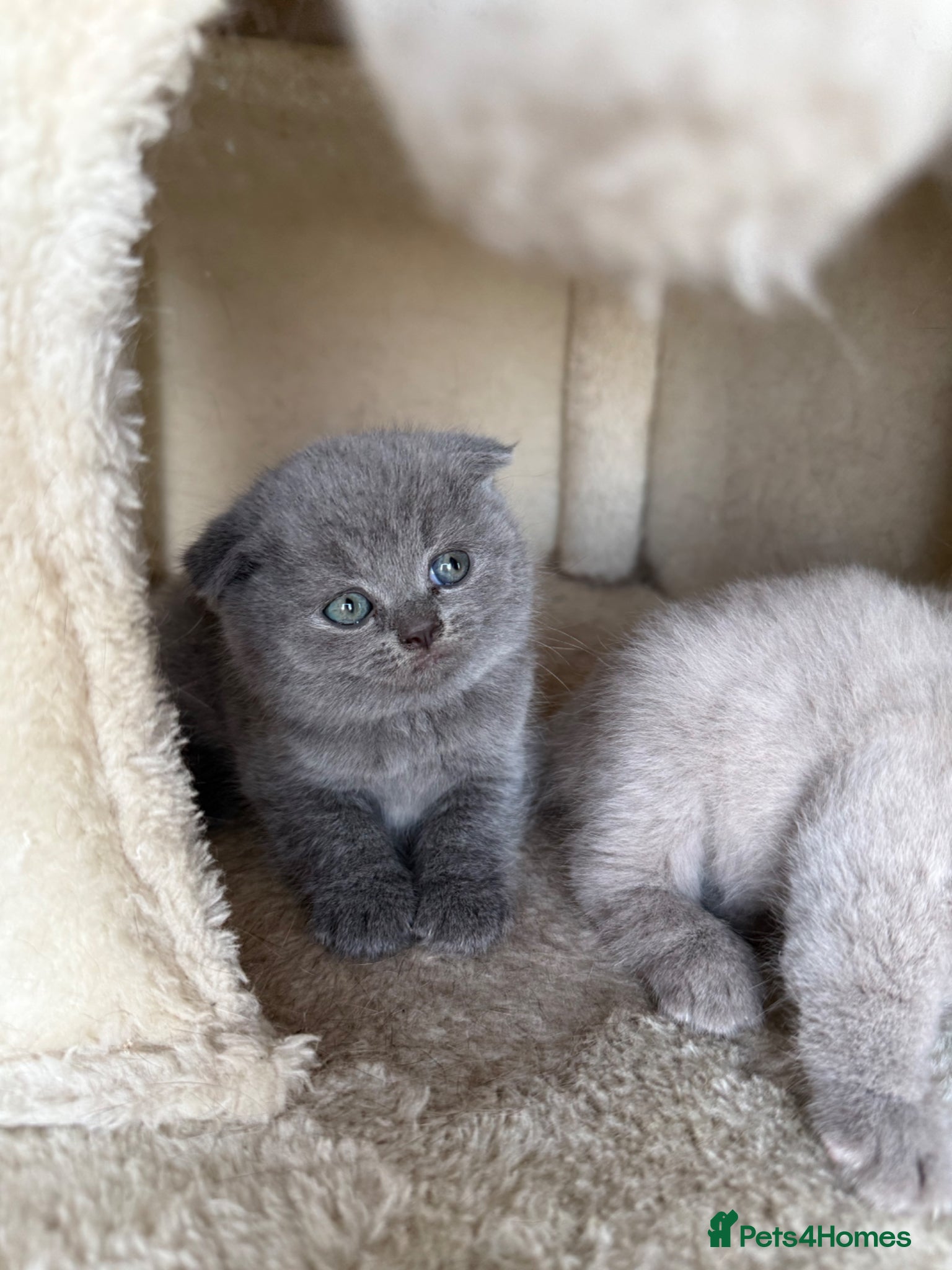 Scottish Fold cats Beautiful Scottish fold/straight kittens☺️ - Advert 9