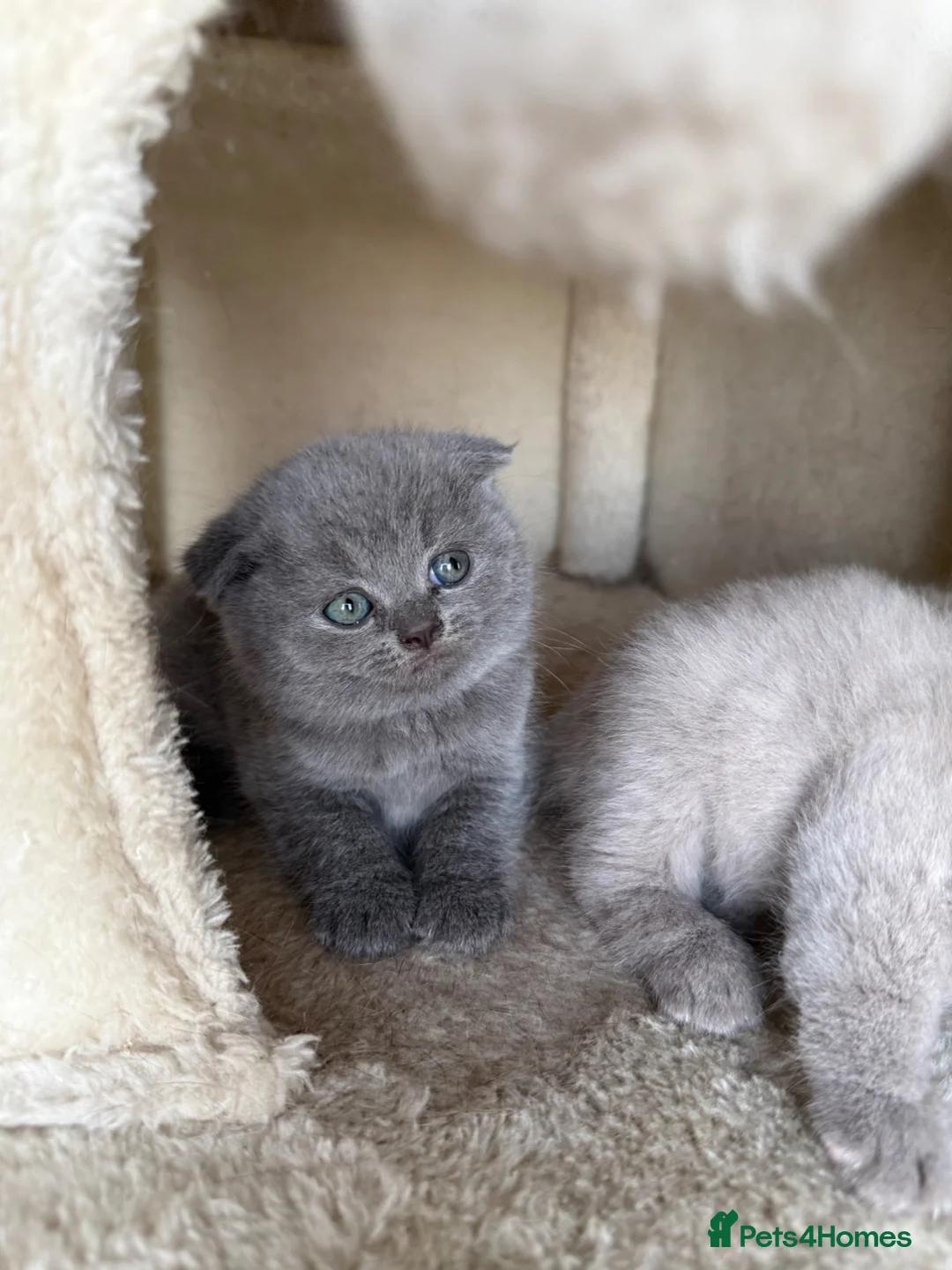 Scottish Fold cats for sale: Beautiful Scottish fold/straight kittens☺️ - Advert 1