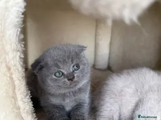 Scottish Fold cats Beautiful Scottish fold/straight kittens☺️ - Advert 2