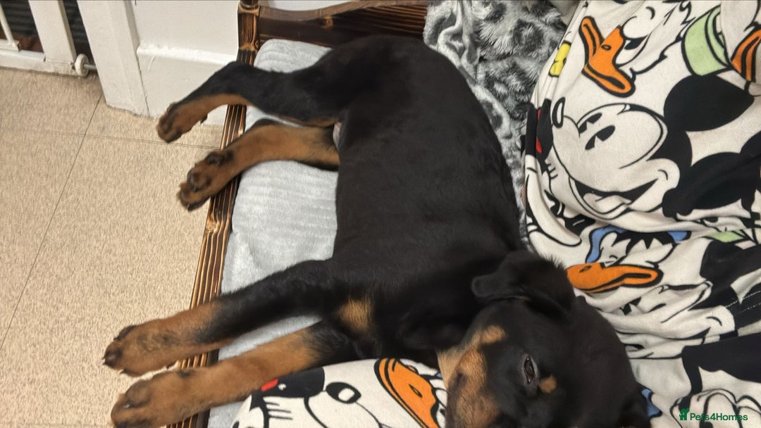 Rottweiler dogs for sale: Rotweiler  - Advert 1