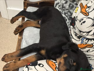 Rottweiler dogs Rotweiler - Advert 16