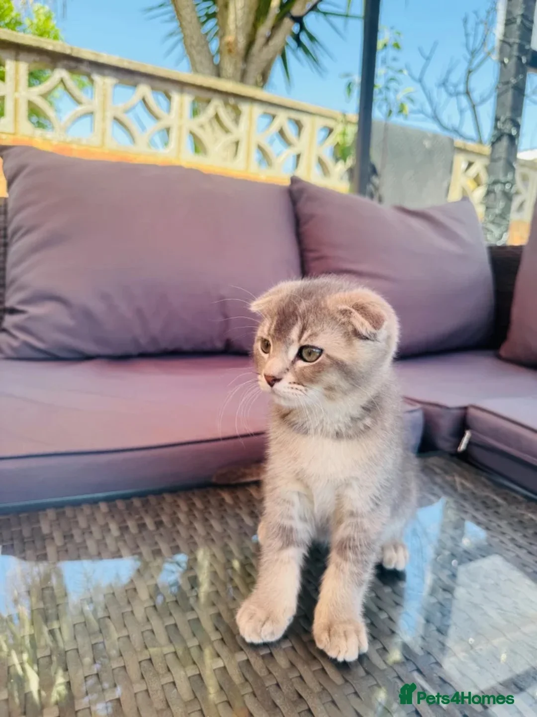 Scottish Fold cats for sale: ✨Kittens looking for forever home ✨ - Advert 2