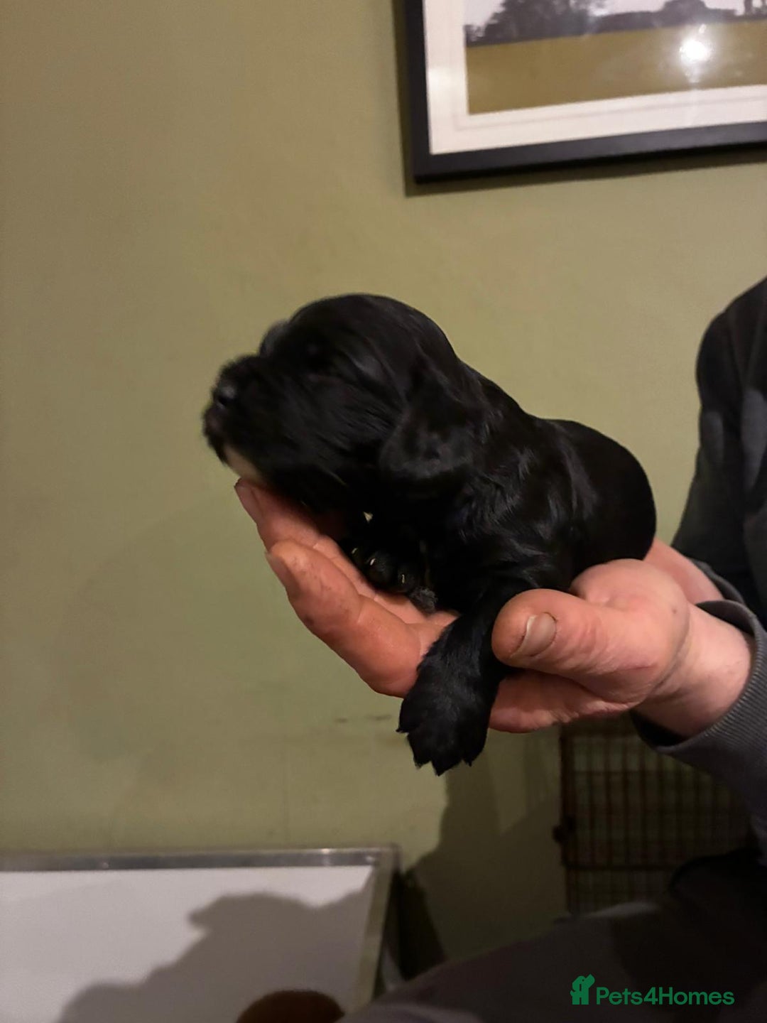 Cocker Spaniel dogs for sale: Gamekeeper bred Working Cocker Spaniels - Advert 3