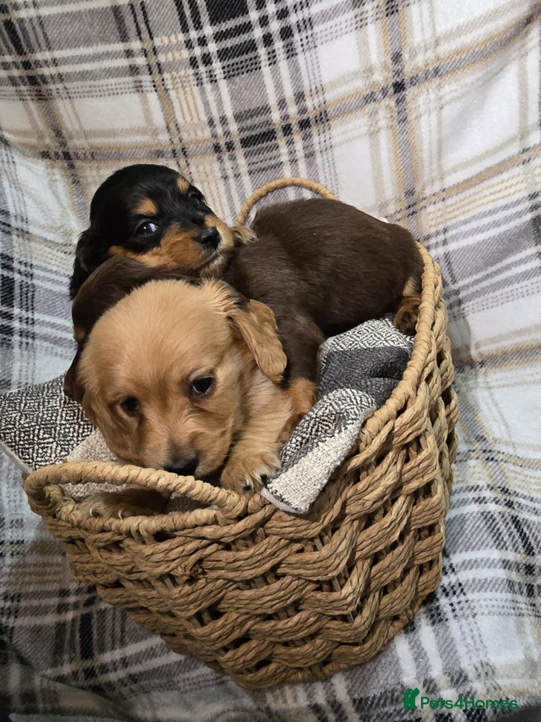 Miniature Dachshund dogs for sale: Longhair miniature Duchshund 🩵1boy 1girl left🩷 - Advert 26