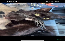 Mixed Breed cats for sale: 2 Beautiful Black n White kittens  - Image 6