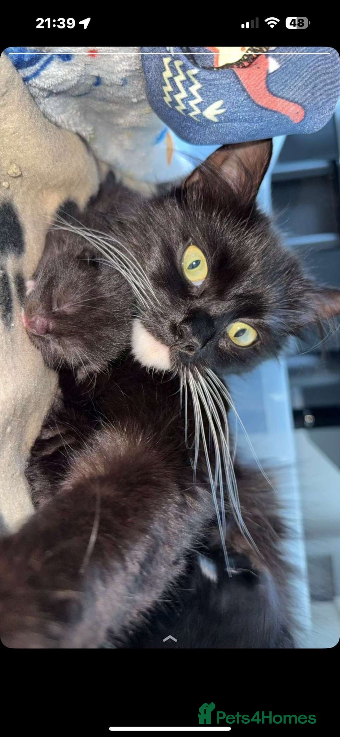 Mixed Breed cats for sale: 2 Beautiful Black n White kittens  - Image 6