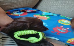 Cocker Spaniel dogs for sale: *Ready now*Stunning working cocker spaniel puppies - Image 11