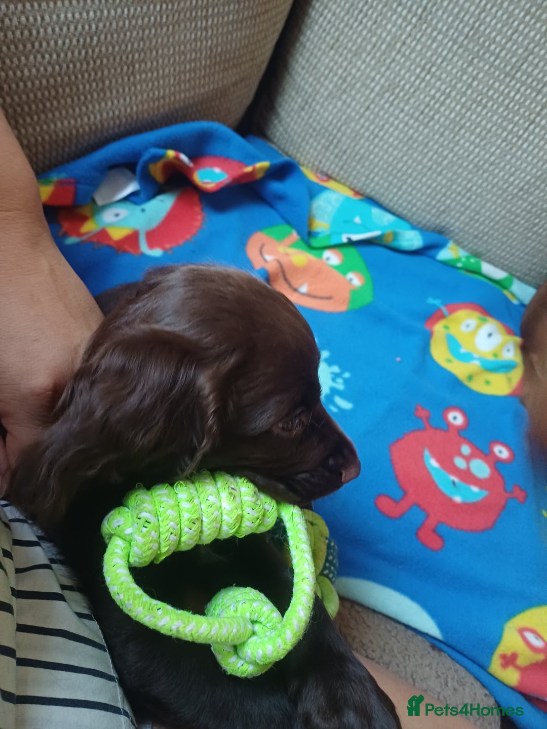 Cocker Spaniel dogs for sale: *Ready now*Stunning working cocker spaniel puppies - Image 11