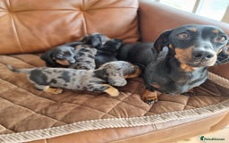 Miniature Dachshund dogs for sale: Stunning KC Health Tested Miniature Dachshunds - Image 5