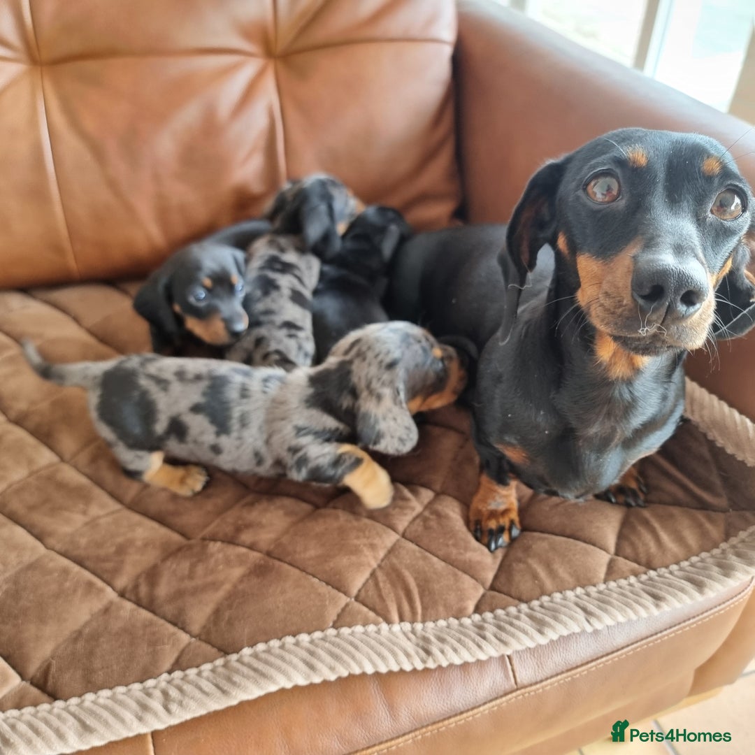 Miniature Dachshund dogs for sale: Stunning KC Health Tested Miniature Dachshunds - Image 5
