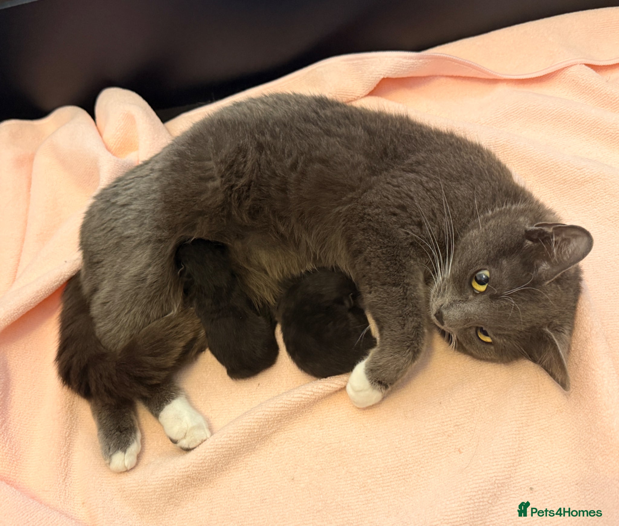 Mixed Breed cats 2 Black & White Tuxedo Kittens - Advert 1