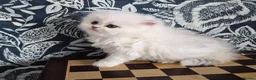 British Longhair cats for sale: Stunning Black Tipped British  - Advert 10