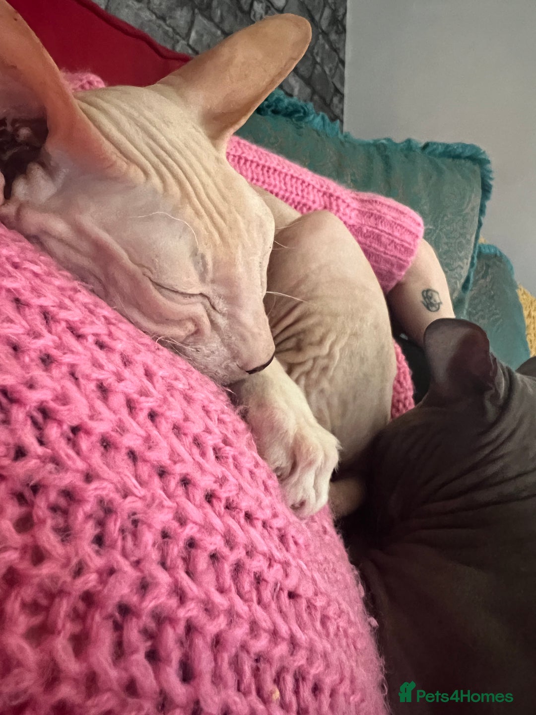Sphynx cats for sale: ** For Adoption ** Sphynx Cats - Image 4