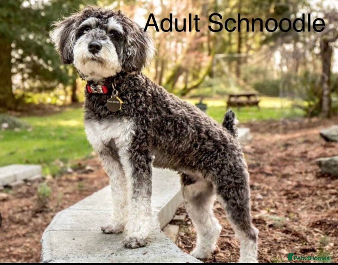 Mixed Breed dogs for sale: F1 MINI SCHNOODLE PUPPIES  - Image 24