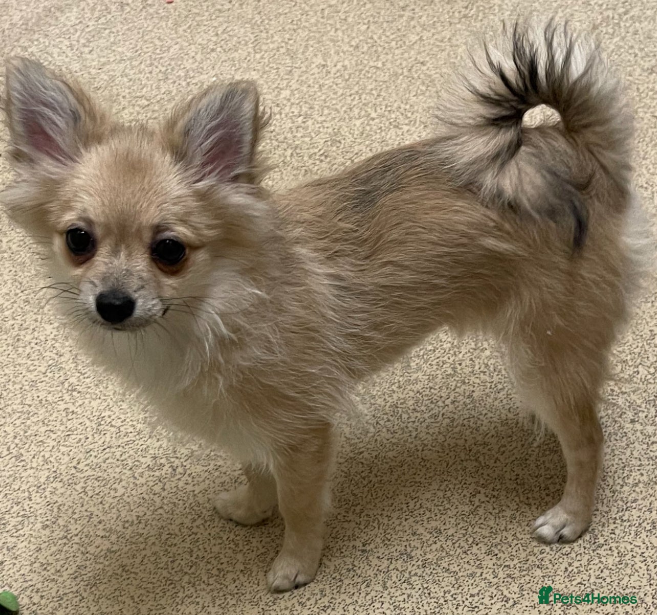 Pomeranian dogs ✨ Beautiful Healthy Puppy for Sale ✨ - Advert 11