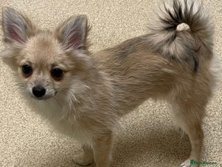 Pomeranian dogs ✨ Beautiful Healthy Puppy for Sale ✨ - Advert 4