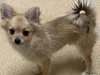 Pomeranian dogs ✨ Beautiful Healthy Puppy for Sale ✨ - Advert 8