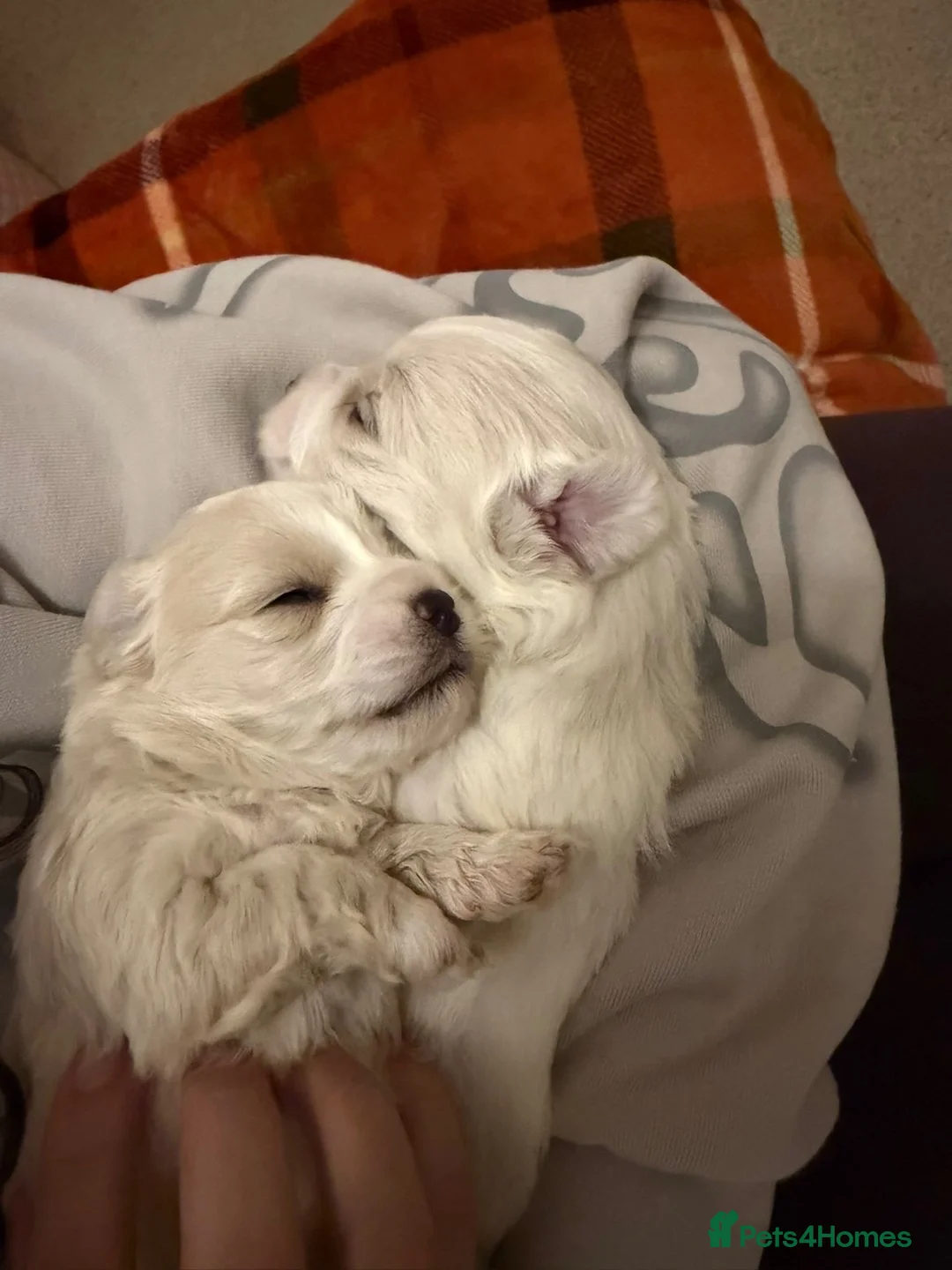 Maltese dogs for sale: Adorable Maltese Puppies for Sale 3 Boys 1 Girl in Ilford - Advert 2