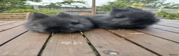 Lionhead rabbits for sale: Beautiful DM Lionheads  - Advert 9