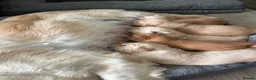Golden Retriever dogs for sale: EXCEPȚIONAL GOLDEN RETRIVIER PUPPIES💙🩷 - Advert 12