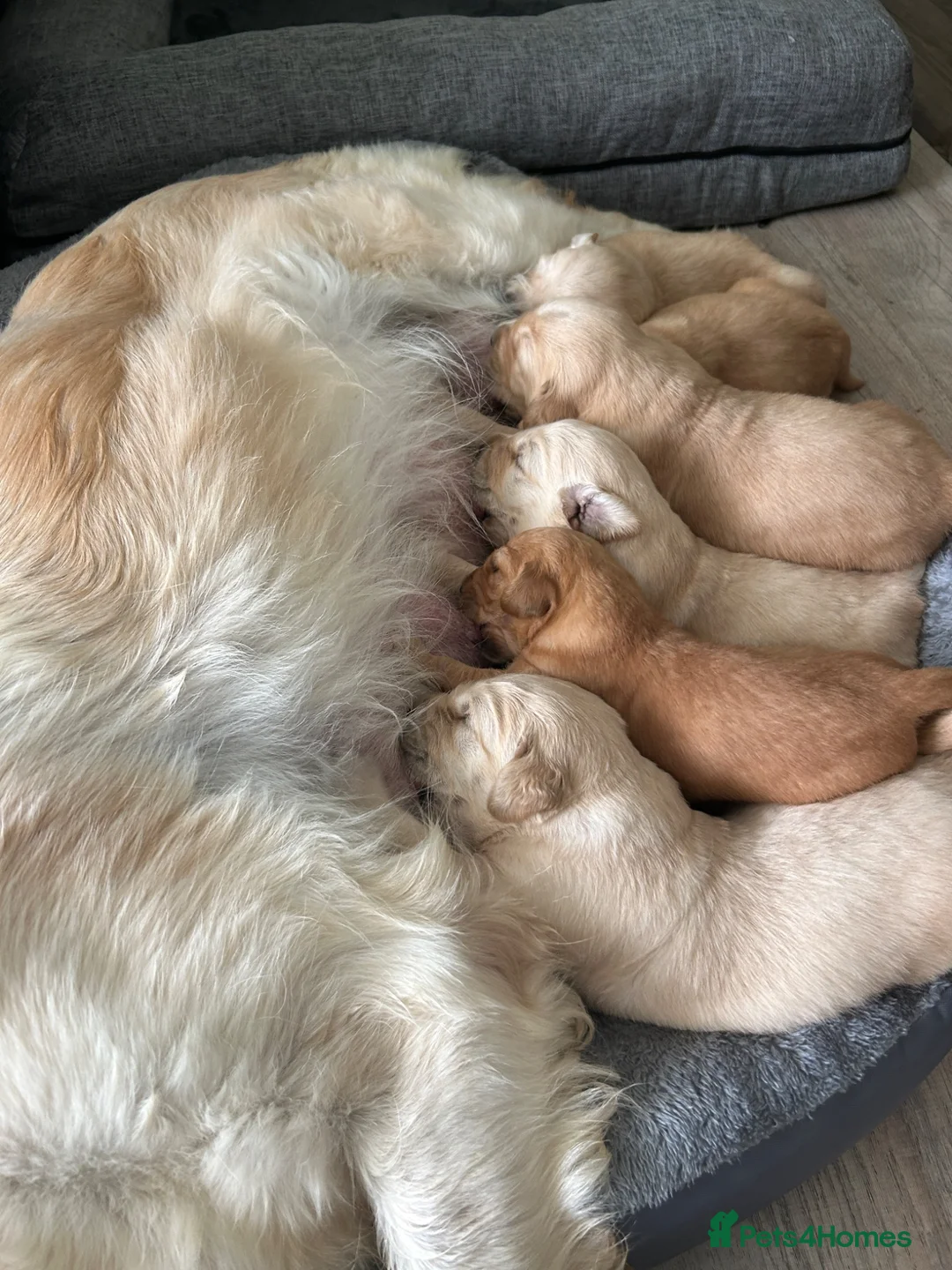 Golden Retriever dogs for sale: EXCEPȚIONAL GOLDEN RETRIVIER PUPPIES💙🩷 - Advert 12