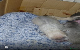 French Bulldog dogs for sale: French bulldogs  - Image 3