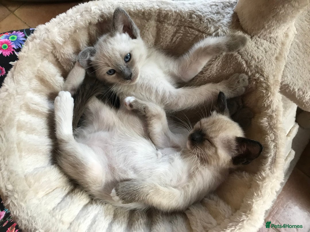 Tonkinese cats for sale: Exquisite Tonkdolls - Image 16
