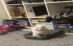 Domestic Shorthair cats for sale: female white cat in Taunton - Image 3