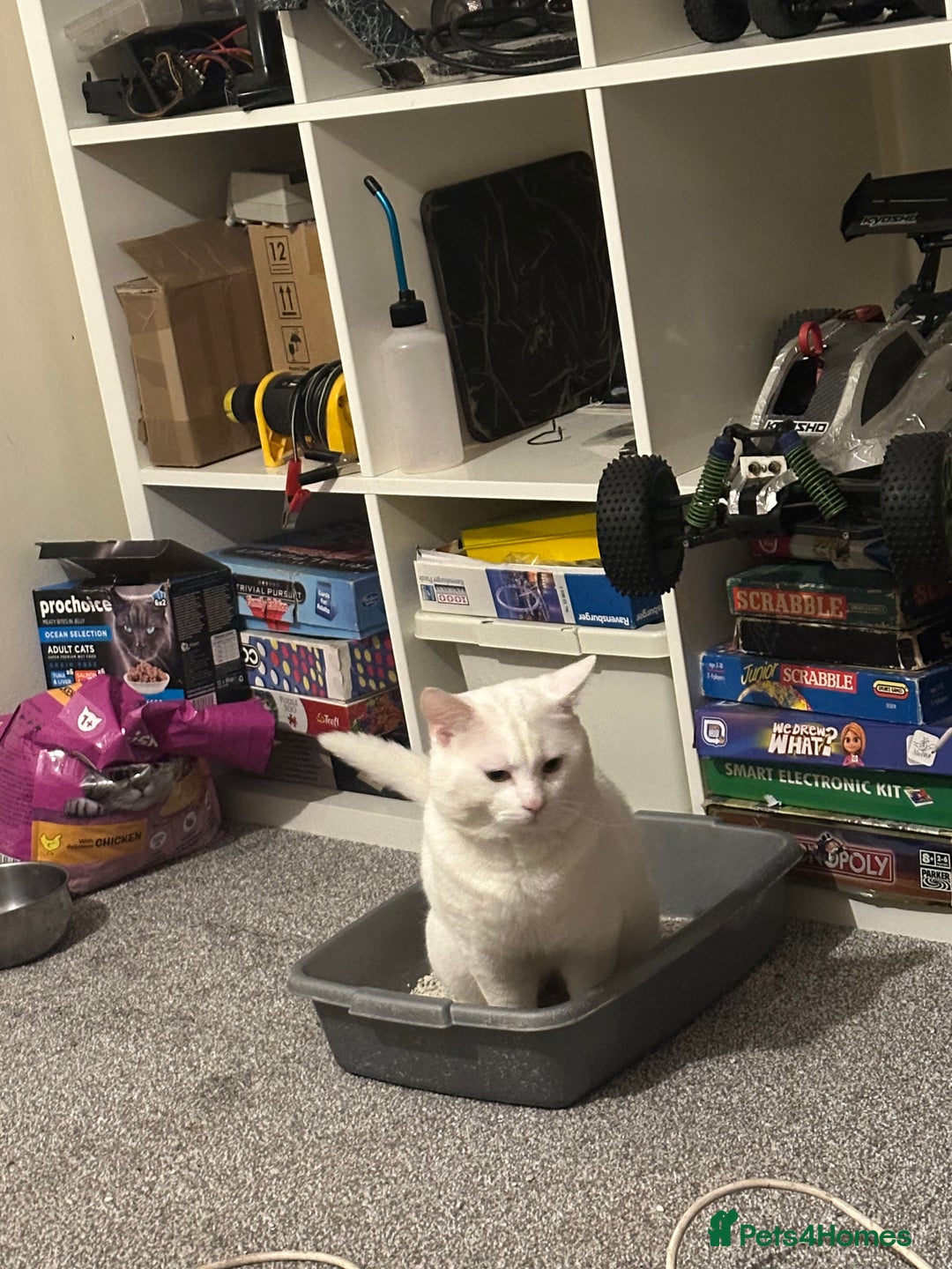 Domestic Shorthair cats for sale: female white cat in Taunton - Image 3