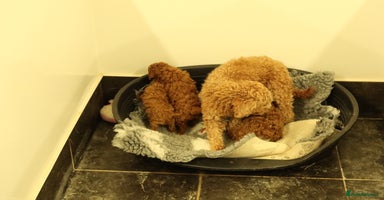 Toy Poodle dogs 3 Red Toy Poodles Available  - Advert 4