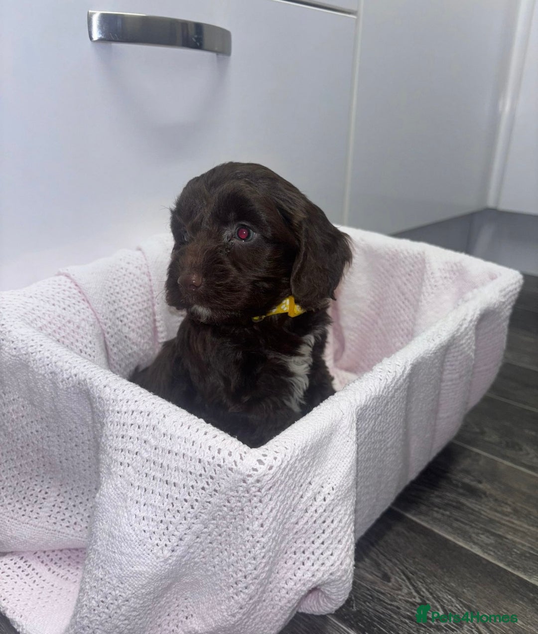 Cockapoo dogs for sale: 3 remaining Adorable cockapoo puppies  - Advert 9