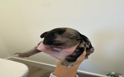 Cockapoo dogs for sale: Cockapoo litter  - Image 3