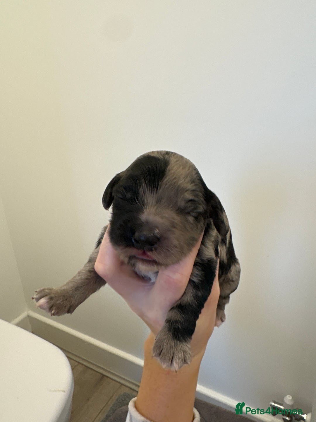 Cockapoo dogs for sale: Cockapoo litter  - Image 3