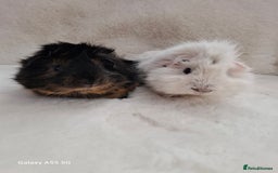 Guinea Pig rodents for sale: White guinea pig - Image 3