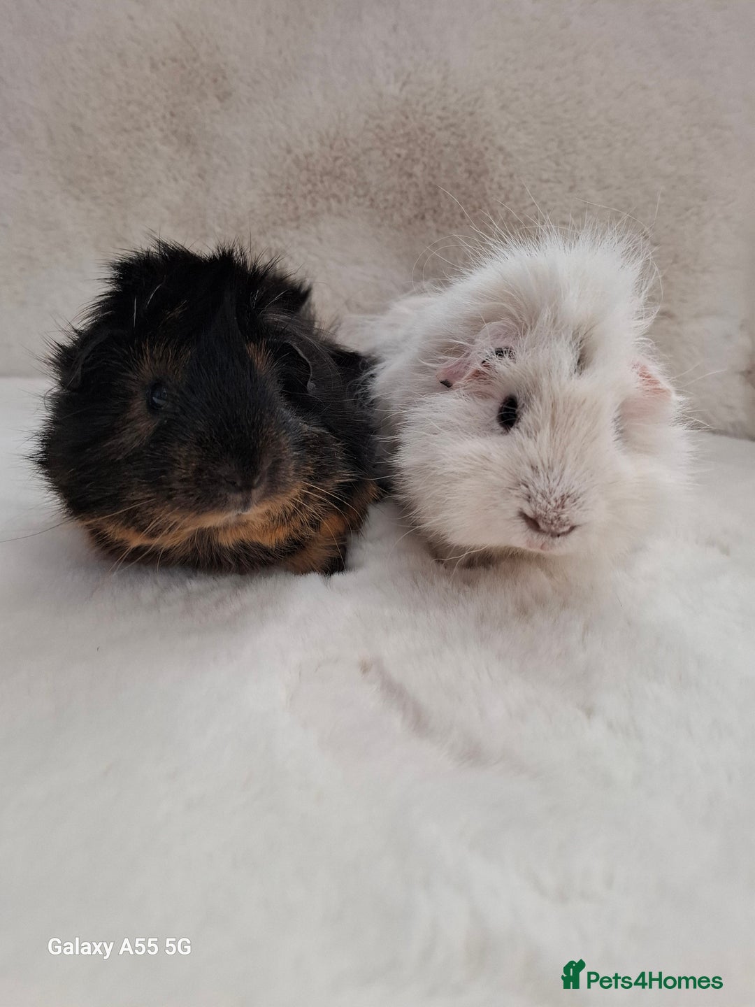 Guinea Pig rodents for sale: White guinea pig - Image 3