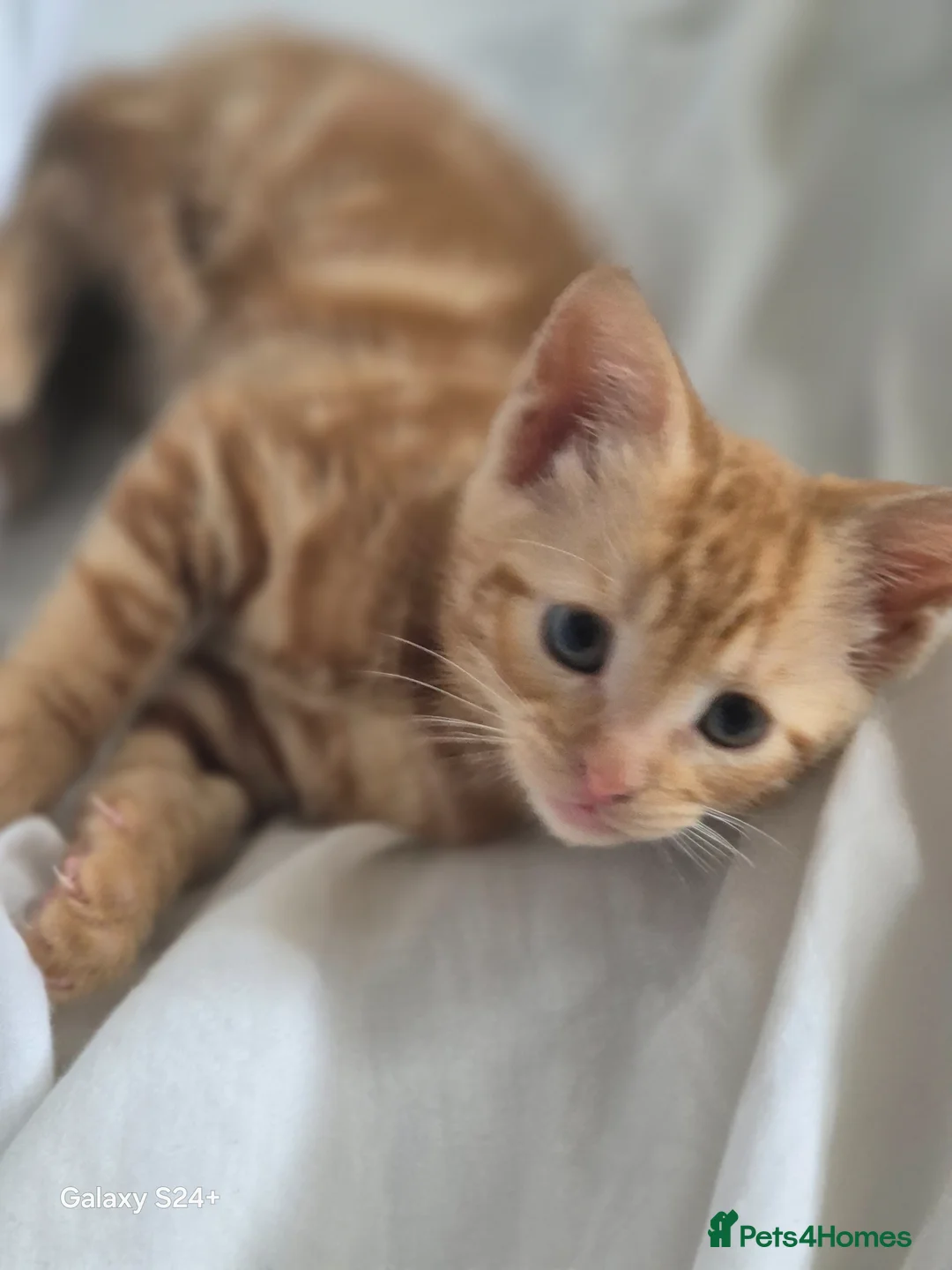 Mixed Breed cats for sale: Rare female ginger kitten - Advert 2