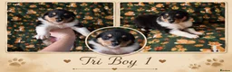 Rough Collie dogs for sale: KC Rough Collies - Advert 2