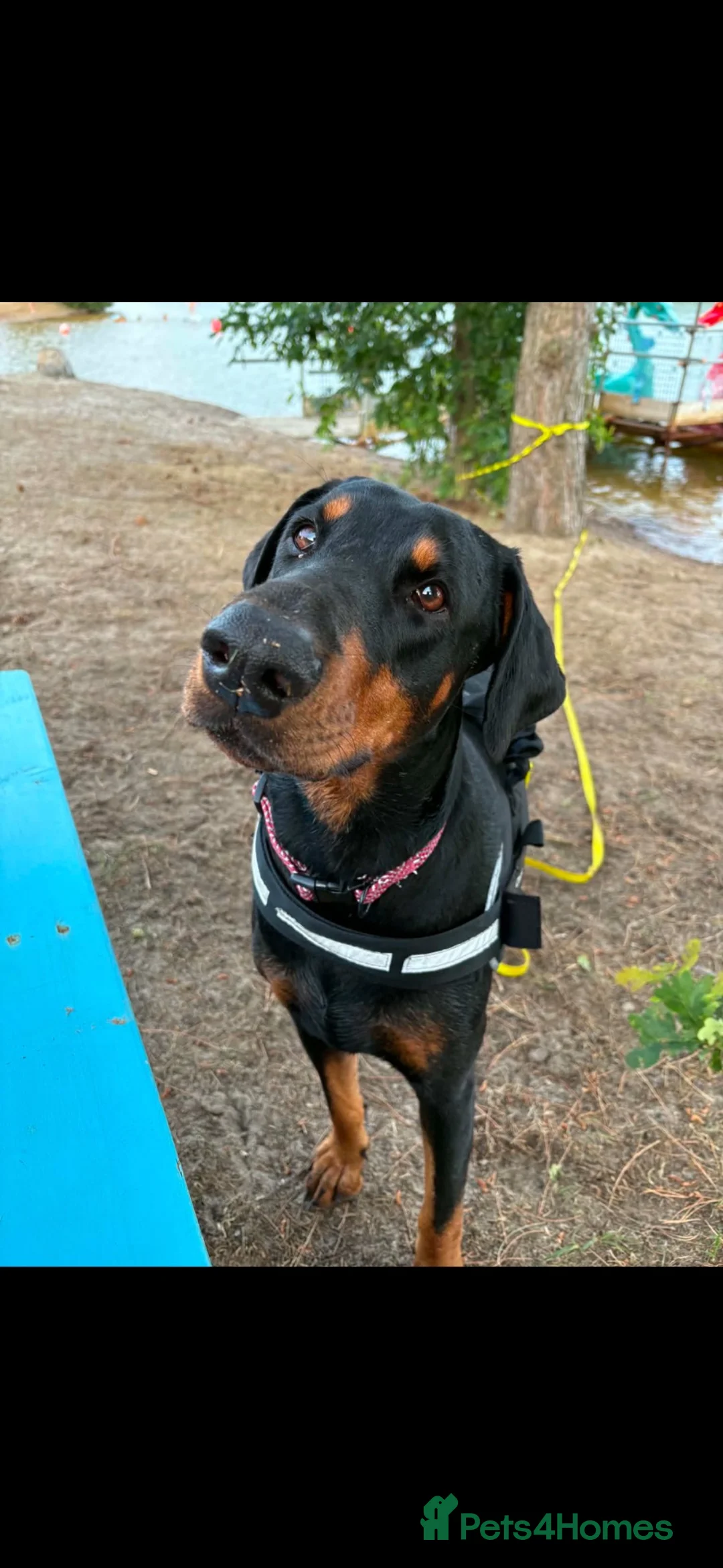 Dobermann dogs for sale: Storm  in Chatteris - Advert 2